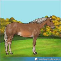 Horse Color:Chocolate Palomino 