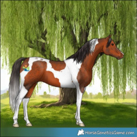 Horse Color:Bay Tobiano 