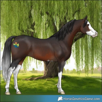Horse Color:Brown Splash 