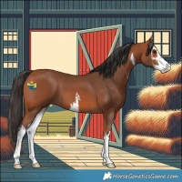Horse Color:White Spotted Bay 