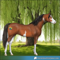 Horse Color:White Spotted Bay 