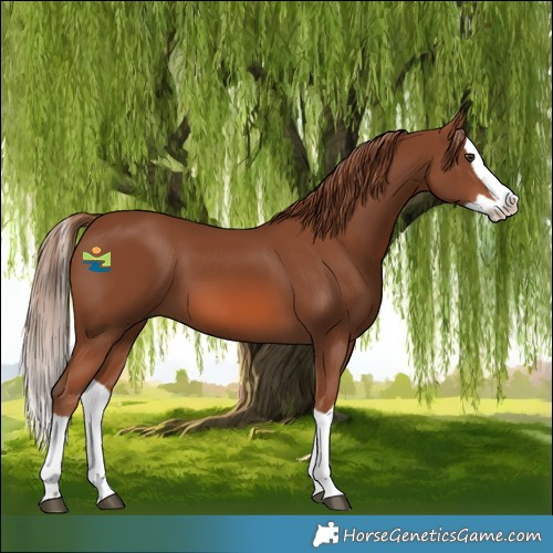 Horse Color:Chestnut Splash