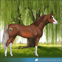 Horse Color:Chestnut Splash 