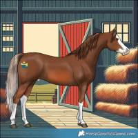 Horse Color:Chestnut Splash