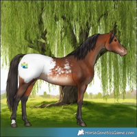 Horse Color:Bay Appaloosa 