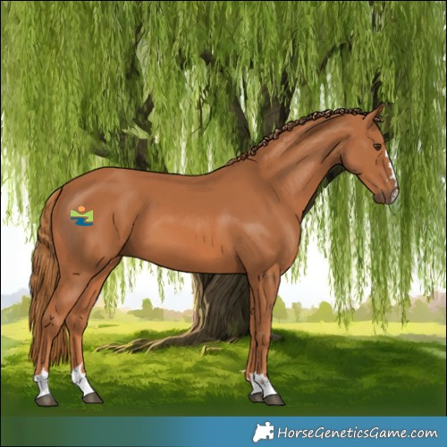 Horse Color:Chestnut 