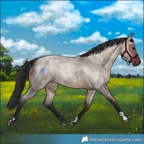Horse Color:Brown Roan Dun  and Brown Roan Dun 