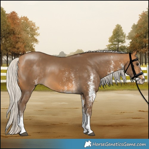 Horse Color:White Spotted Silver Buckskin 