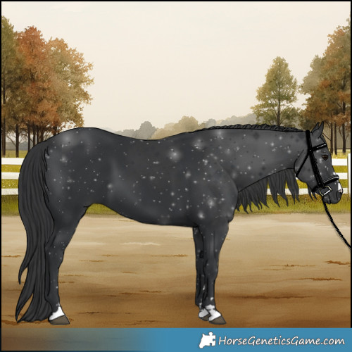 Horse Color:Black 