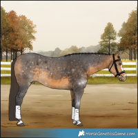Horse Color:Buckskin