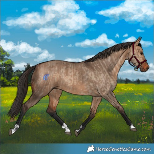 Horse Color:Bay Dun  and Bay Dun Rabicano 