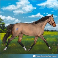Horse Color:Bay Dun  and Bay Dun Rabicano 