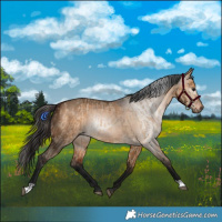 Horse Color:Bay Dun  and Gray Bay Dun 