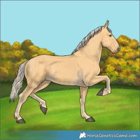 Horse Color:Palomino