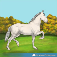 Horse Color:Cremello 