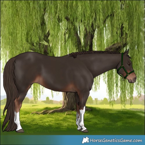 Horse Color:White Spotted Liver Chestnut