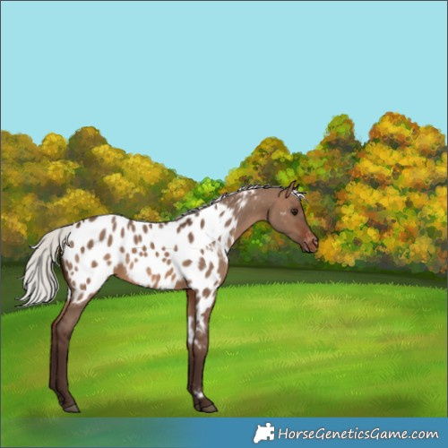 Horse Color:Silver Brown Dun Near Leopard 