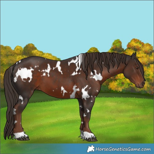 Horse Color:White Spotted Liver Chestnut 