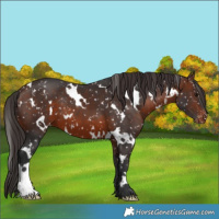 Horse Color:White Spotted Brown Appaloosa 