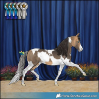 Horse Color:White Spotted Brown Dun Splash Tobiano  and Buckskin Tobiano 