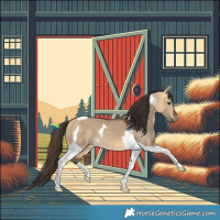 Horse Color:Buckskin Dun Tobiano 