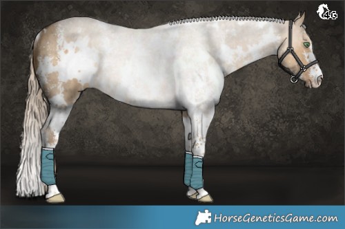 Horse Color:White Spotted Chocolate Palomino Dun Sabino Rabicano Brindle 
