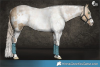 Horse Color:White Spotted Chocolate Palomino Dun Sabino Rabicano Brindle 