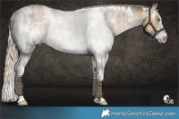 Horse Color:White Spotted Chocolate Palomino Dun Sabino Rabicano Brindle 