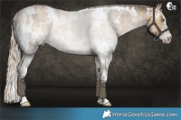 Horse Color:White Spotted Chocolate Palomino Dun Sabino Rabicano Brindle
