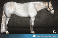 Horse Color:White Spotted Chocolate Palomino Dun Sabino Rabicano Brindle 