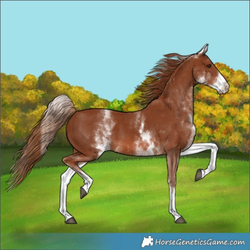 Horse Color:White Spotted Chestnut 