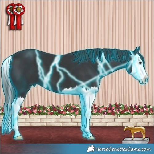 Horse Color:Thunderstruck Black Splash 
