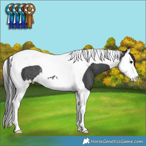 Horse Color:Black Splash Tobiano Rabicano 
