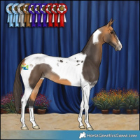 Horse Color:Buckskin Tobiano