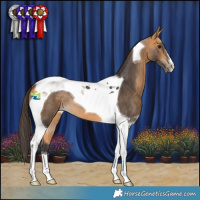 Horse Color:Buckskin Tobiano