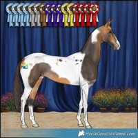 Horse Color:Buckskin Tobiano 