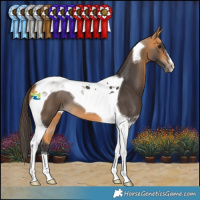 Horse Color:Buckskin Tobiano
