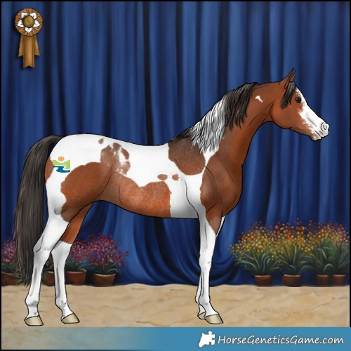 Horse Color:White Spotted Bay Tobiano Rabicano 
