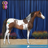 Horse Color:White Spotted Bay Tobiano Rabicano