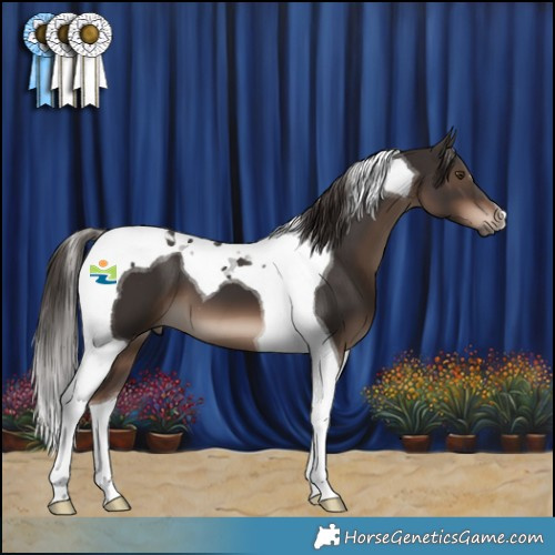 Horse Color:Liver Chestnut Tobiano