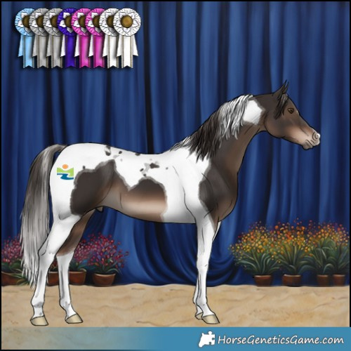 Horse Color:Liver Chestnut Tobiano 