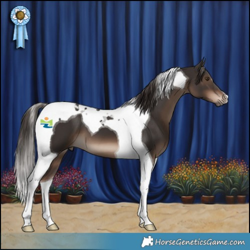 Horse Color:Liver Chestnut Tobiano