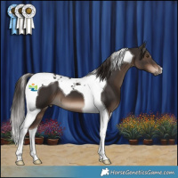 Horse Color:Liver Chestnut Tobiano