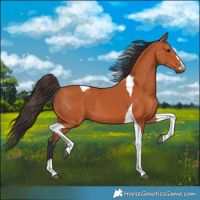 Horse Color:Bay Tobiano 