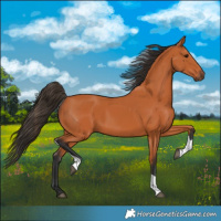 Horse Color:Bay Tobiano 