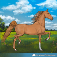 Horse Color:Chestnut Tobiano 