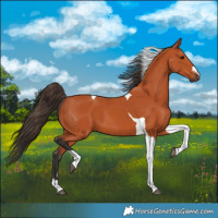 Horse Color:Bay Tobiano 