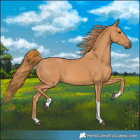 Horse Color:Chestnut Tobiano 