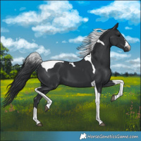 Horse Color:Black Tobiano 