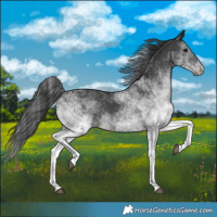 Horse Color:White Spotted Black 